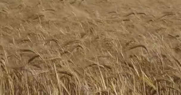 Barley Field Loiret Depatment Γαλλία — Αρχείο Βίντεο