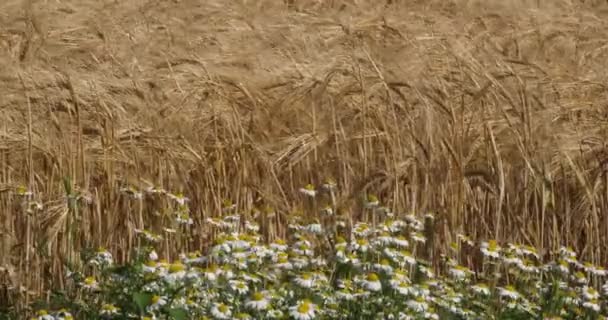 Pšeničné Pole Květinami Loiret Depatment Francie — Stock video