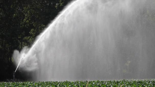 Sistema Aspersão Irrigação Campo Milho Loiret França — Vídeo de Stock