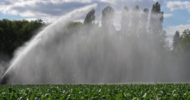 Sistema Aspersão Irrigação Campo Milho Loiret França — Vídeo de Stock