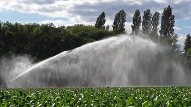 Sprinkler System Irrigating Field Maize Loiret France — Stock Video