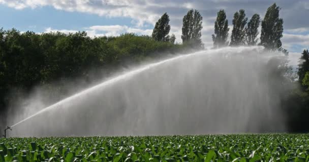 Sprinklersysteem Irrigatie Van Een Maïsveld Loiret Frankrijk — Stockvideo