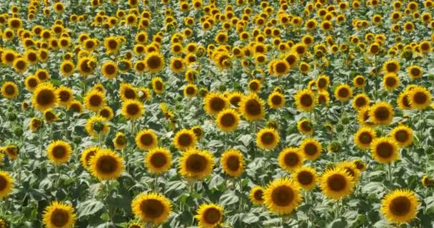 Campo Girassóis Lot Garonne França — Vídeo de Stock