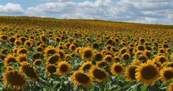 Zonnebloemen Lot Garonne Frankrijk — Stockvideo