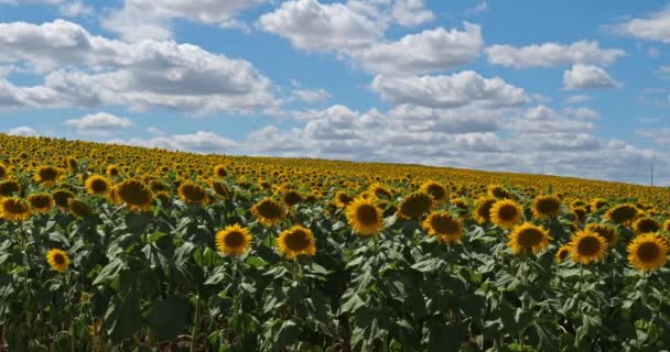 Câmpul Floarea Soarelui Lot Garonne Franța — Videoclip de stoc
