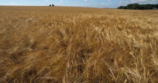 Barley Field Loiret Depatment França — Vídeo de Stock