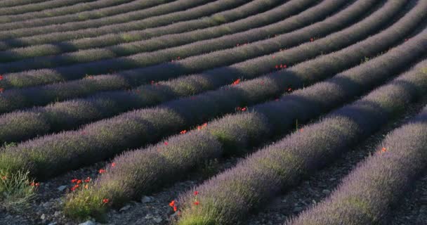 Lavendelfeld Provence Frankreich — Stockvideo