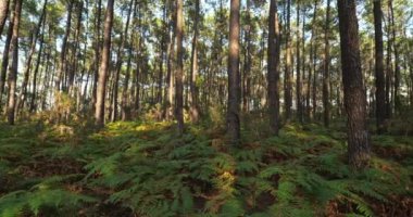 Landes Ormanı, Yeni Aquitaine, Fransa. Landes Ormanı Batı Avrupa 'nın en büyük insan yapımı ormanlık alanıdır.