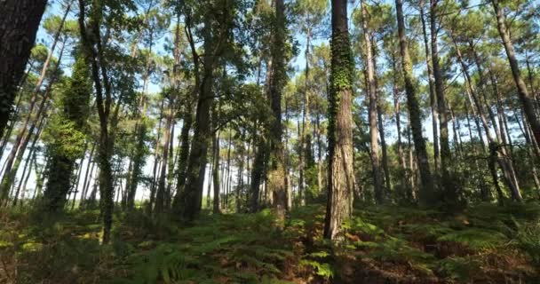 Floresta Landes Nouvelle Aquitaine França Floresta Landes Maior Floresta Artificial — Vídeo de Stock