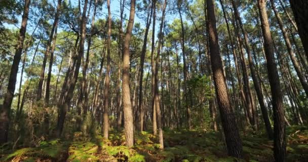 Bosque Las Landas Nouvelle Aquitania Francia Bosque Las Landas Bosque — Vídeos de Stock