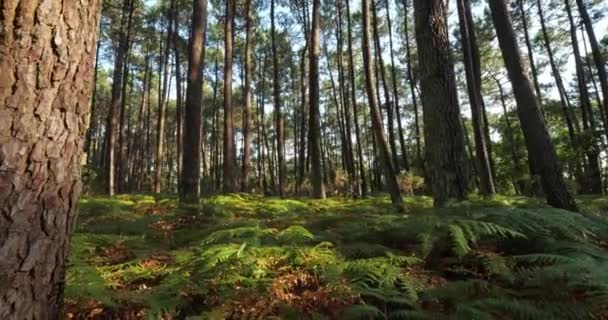 Floresta Landes Nouvelle Aquitaine França Floresta Landes Maior Floresta Artificial — Vídeo de Stock