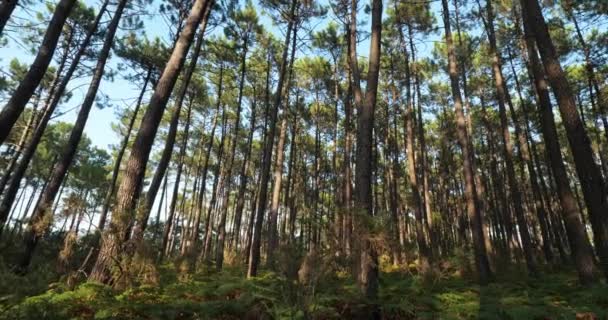 Bosque Las Landas Nouvelle Aquitania Francia Bosque Las Landas Bosque — Vídeos de Stock