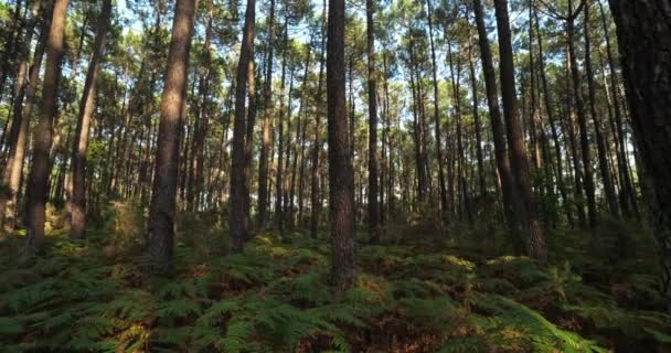 Hutan Landes Nouvelle Aquitaine Perancis Hutan Landes Adalah Hutan Buatan — Stok Video