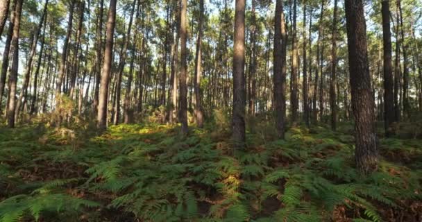 Hutan Landes Nouvelle Aquitaine Perancis Hutan Landes Adalah Hutan Buatan — Stok Video