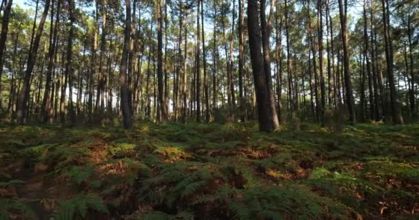 Bosque Las Landas Nouvelle Aquitania Francia Bosque Las Landas Bosque — Vídeo de stock