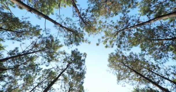 Het Bos Van Landes Nouvelle Aquitaine Frankrijk Het Bos Van — Stockvideo