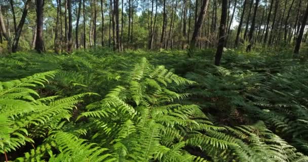 フランス ヌーヴェル アキテーヌの森 西ヨーロッパ最大級の人工林である — ストック動画