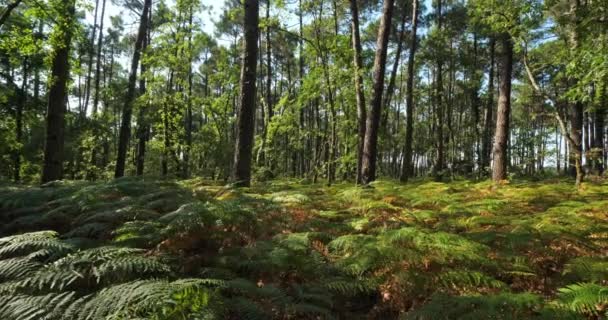 Landes Erdő Nouvelle Aquitaine Franciaország Landes Erdő Legnagyobb Ember Alkotta — Stock videók