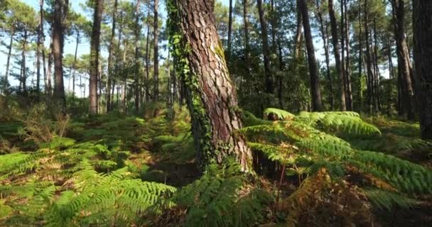 Het Bos Van Landes Nouvelle Aquitaine Frankrijk Het Bos Van — Stockvideo