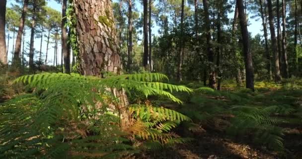 Floresta Landes Nouvelle Aquitaine França Floresta Landes Maior Floresta Artificial — Vídeo de Stock