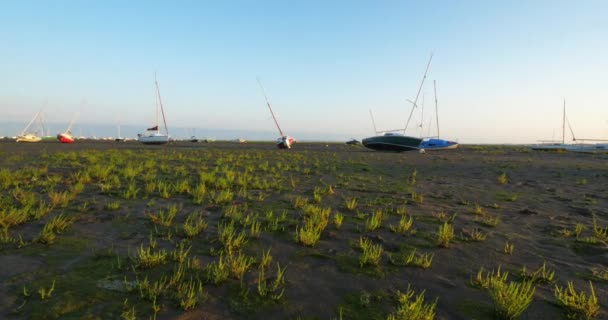 Ares Gironde Nouvelle Aquitaine Frankrike Salicornia Växer Lågvatten — Stockvideo