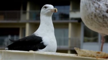 Bir kentsel alanda martılar, Courseulles sur Mer, Calvados, Normandiya, Fransa. Courseulles sur Mer limanında Martı yiyen Aziz James kabuğu dinleniyor..