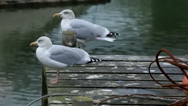 European Herring Gull Larus Argentatus Normandy France — 图库视频影像