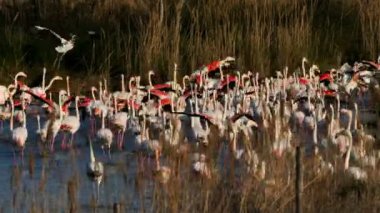 Büyük Flamingolar, Phoenicopterus gülü, Pont De Gau, Camargue, Fransa