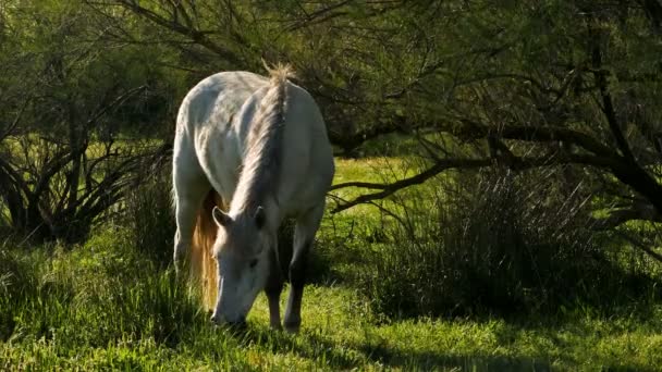 フランス南部のカマルグ馬 — ストック動画