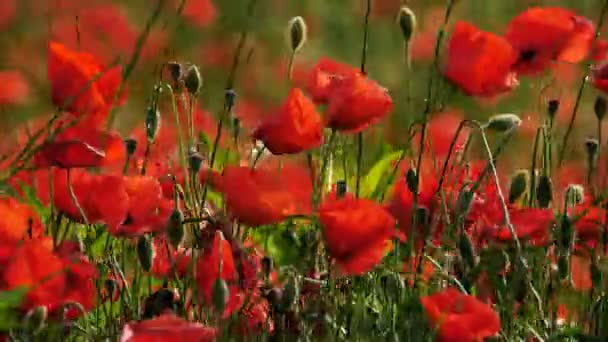 Field Red Poppies French Countryside — Stock Video