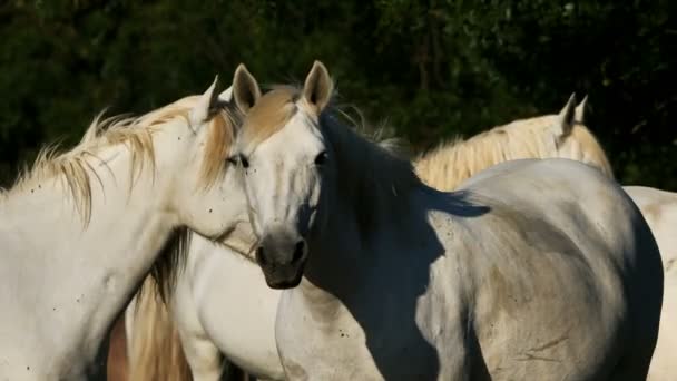 Caballos Camarote Blancos Camargue Francia — Vídeo de stock