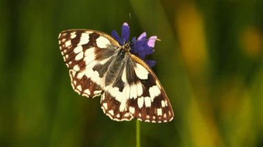 Batı mermeri beyaz, Melanargia okült, Camargue, Fransa. Batı mermer beyazı Nymphalidae familyasından bir kelebek türüdür.