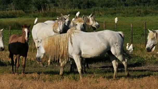 Biały Koń Camargue Camargue Francja — Wideo stockowe