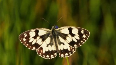Batı mermeri beyaz, Melanargia okült, Camargue, Fransa. Batı mermer beyazı Nymphalidae familyasından bir kelebek türüdür.