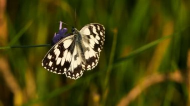 Batı mermeri beyaz, Melanargia okült, Camargue, Fransa. Batı mermer beyazı Nymphalidae familyasından bir kelebek türüdür.