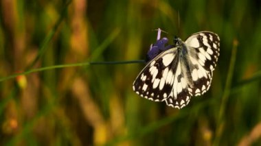 Batı mermeri beyaz, Melanargia okült, Camargue, Fransa. Batı mermer beyazı Nymphalidae familyasından bir kelebek türüdür.