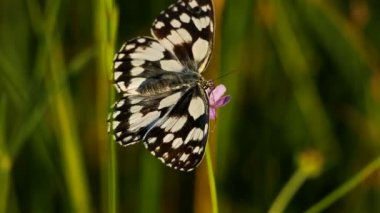 Batı mermeri beyaz, Melanargia okült, Camargue, Fransa. Batı mermer beyazı Nymphalidae familyasından bir kelebek türüdür.