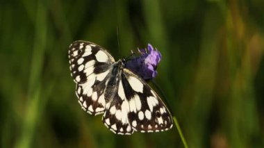 Batı mermeri beyaz, Melanargia okült, Camargue, Fransa. Batı mermer beyazı Nymphalidae familyasından bir kelebek türüdür.