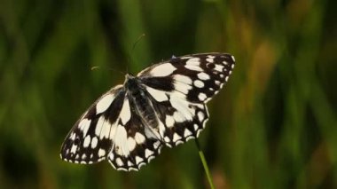 Batı mermeri beyaz, Melanargia okült, Camargue, Fransa. Batı mermer beyazı Nymphalidae familyasından bir kelebek türüdür.