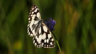 Batı mermeri beyaz, Melanargia okült, Camargue, Fransa. Batı mermer beyazı Nymphalidae familyasından bir kelebek türüdür.