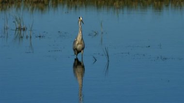 Gri balıkçıl, Ardea Cinerea, Camargue, Fransa