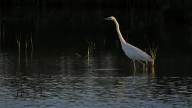 Büyük balıkçıl, Ardea alba, Camargue, Fransa. Büyük balıkçıl, aynı zamanda ortak balıkçıl veya büyük balıkçıl olarak da bilinir.