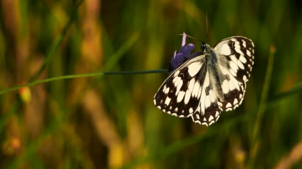 Western Marbled White Melanargia Occitanica Camargue France Western Marbled White — Stock Video