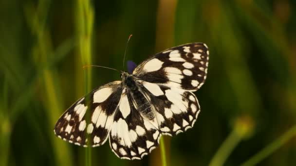 西側の大理石の白 メラナルジアOcitanica カマルグ フランス 西マーブル ホワイトはナンファルス科に属する蝶の種です — ストック動画