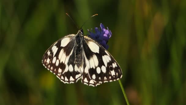 Western Marbled White Melanargia Occitanica Camargue France Western Marbled White — Stock Video