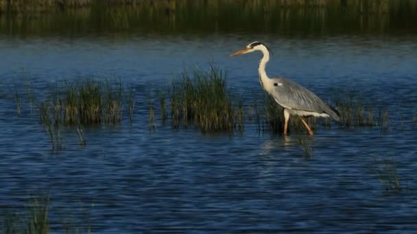 Graureiher Ardea Cinerea Camargue Frankreich — Stockvideo