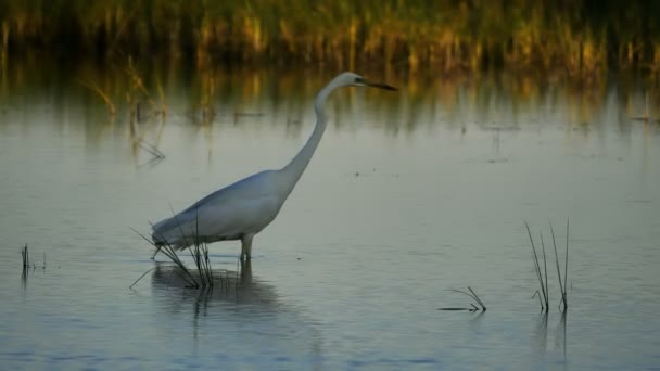 Great Egret Ardea Alba Camargue Γαλλία Μεγάλη Egret Επίσης Γνωστή — Αρχείο Βίντεο