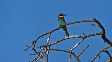 Avrupa arı yiyici, Merops apiaster, Camargue, Fransa