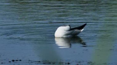 Akdeniz martısı, Ichthyaetus melanocephalus, Camargue, Fransa