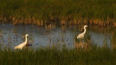 Büyük balıkçıl, Ardea alba, Camargue, Fransa